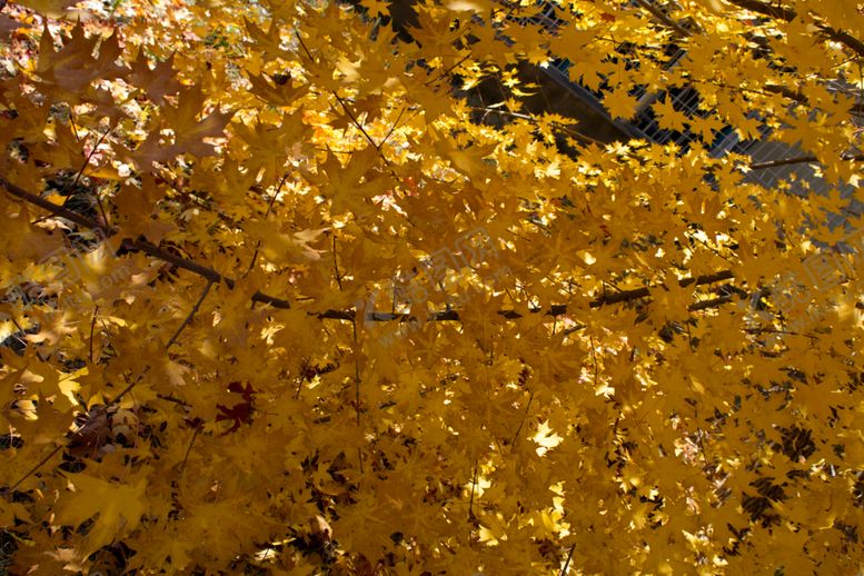 编号：11486809191542137936【酷图网】源文件下载-五角枫