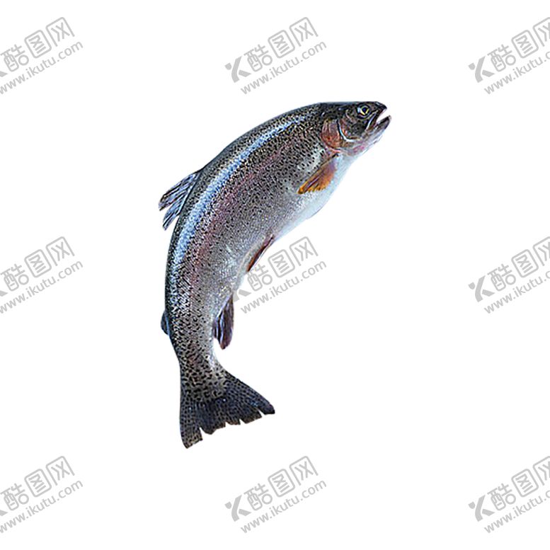 编号：62779504060522182676【酷图网】源文件下载-活鱼
