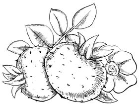 刺梨插画