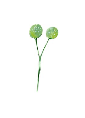 水粉花卉素材花型