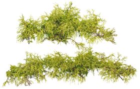 园林植物