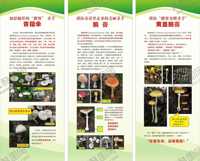 编号：42872701130648282536【酷图网】源文件下载-野生毒蘑菇中毒展架
