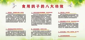 鸽子功效