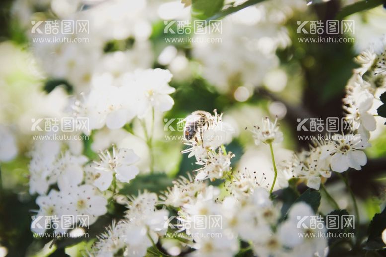 编号：84020412042112577909【酷图网】源文件下载-蜜蜂