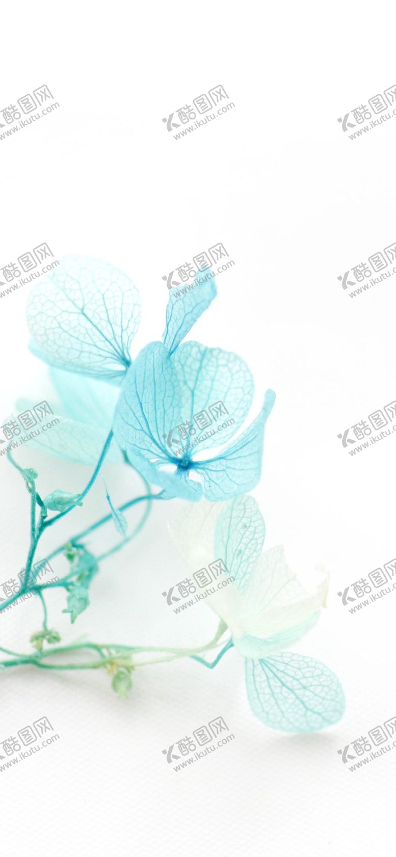 编号：51686705111020065568【酷图网】源文件下载-手机壁纸