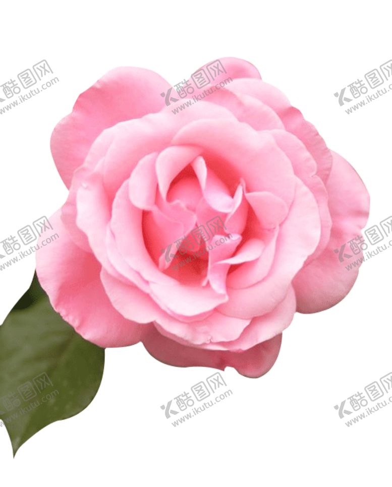 编号：79537705030525452162【酷图网】源文件下载-粉玫瑰