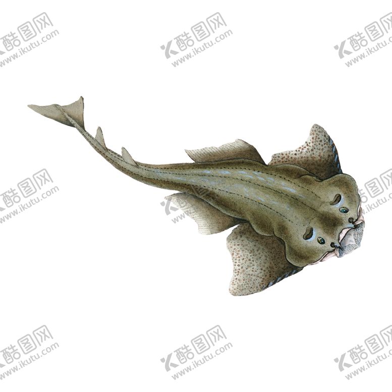 编号：44754209280101436750【酷图网】源文件下载-手绘海鱼