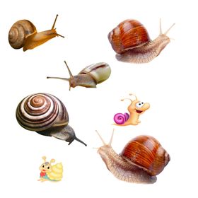蜗牛