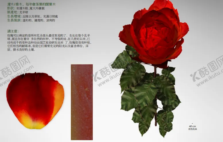 编号：64685901230208351706【酷图网】源文件下载- C4D模型 花朵  