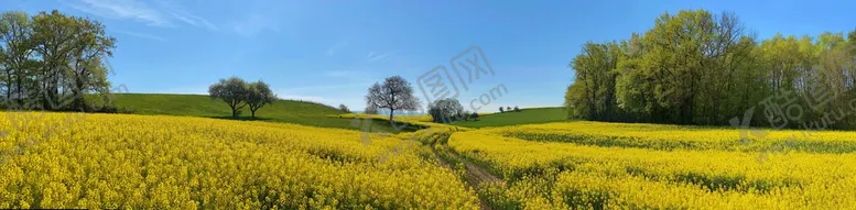 编号：16509409131549314512【酷图网】源文件下载-油菜花田