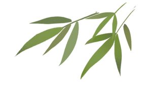 竹叶素材