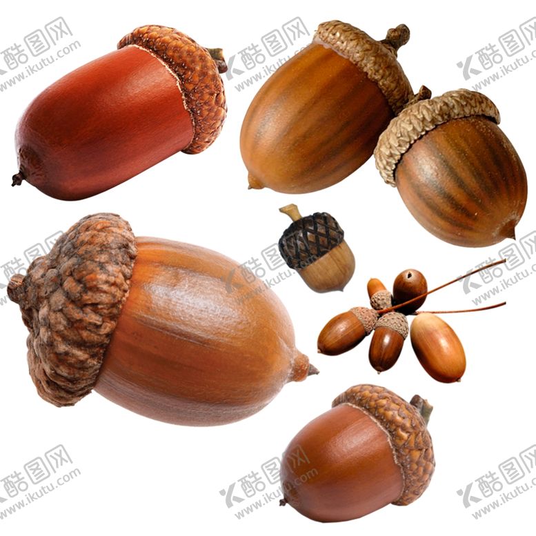 编号：60622110110905297207【酷图网】源文件下载-橡果png免扣高清素材