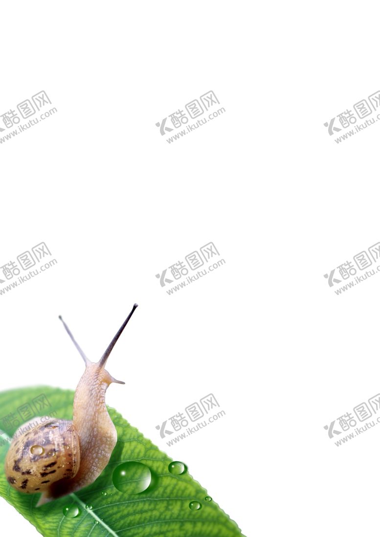 编号：67115709171055308914【酷图网】源文件下载-蜗牛叶子水滴
