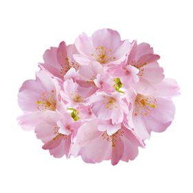 花免抠元素