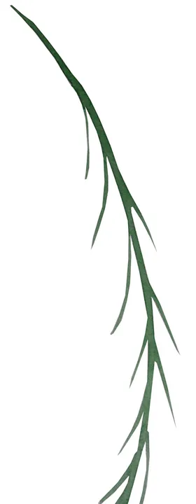 手绘植物