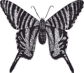自然昆虫蝴蝶标本插画