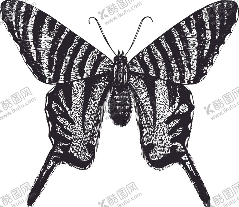 编号：18991507131421072490【酷图网】源文件下载-自然昆虫蝴蝶标本插画