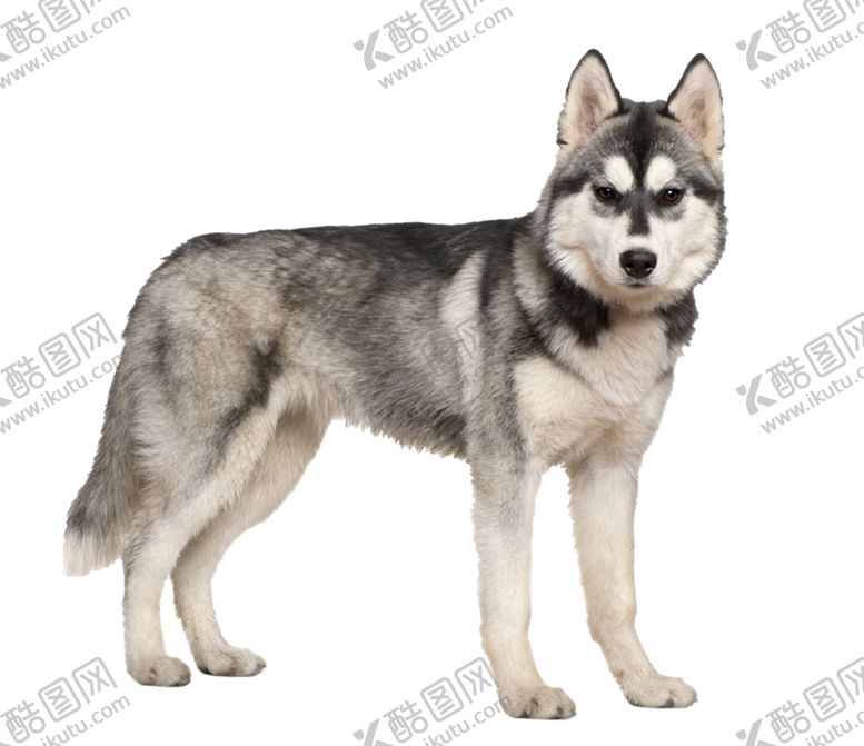 编号：92834709221605548945【酷图网】源文件下载-哈士奇