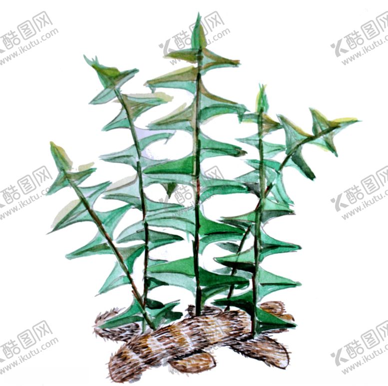 编号：62046809232011422072【酷图网】源文件下载-毛姜姜姜苗水彩姜