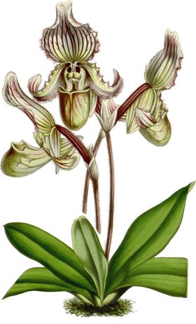 手绘花素材