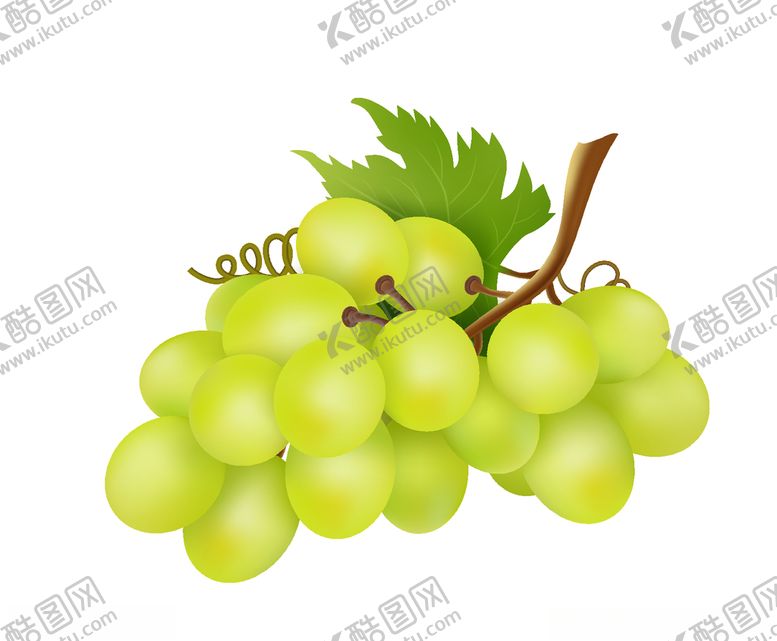 编号：89977810281647289391【酷图网】源文件下载-葡萄手绘