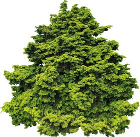 免扣植物树木素材