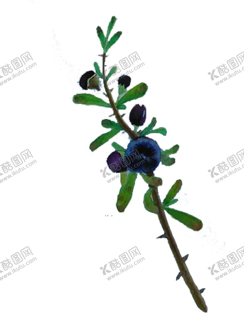 编号：44085906280744144045【酷图网】源文件下载-手绘黑枸杞