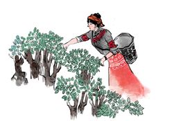 采茶人物插画卡通海报素材