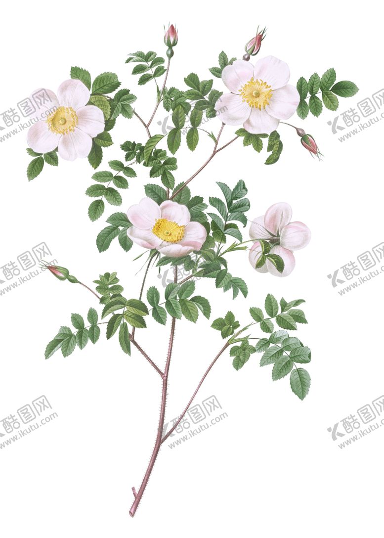编号：90045201252046267015【酷图网】源文件下载-植物花