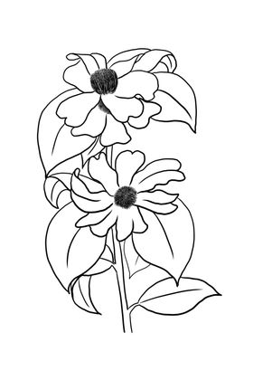 茶花