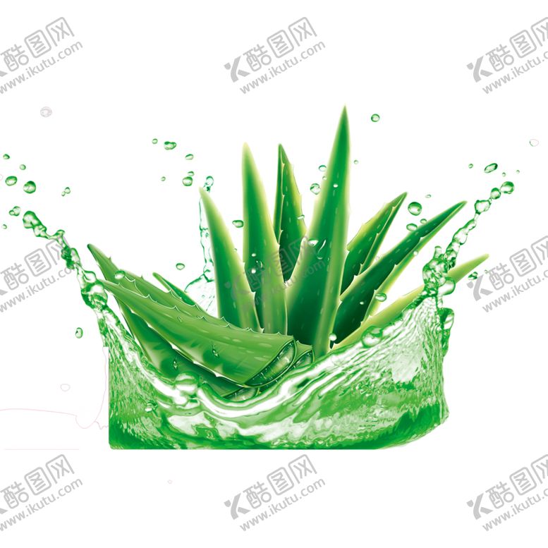 编号：81932307080528116305【酷图网】源文件下载-芦荟