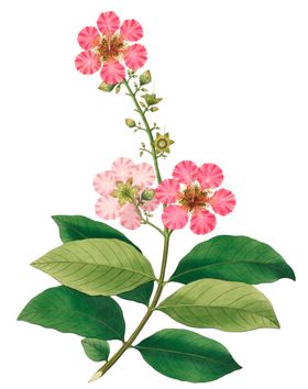 手绘花草植物素材图片