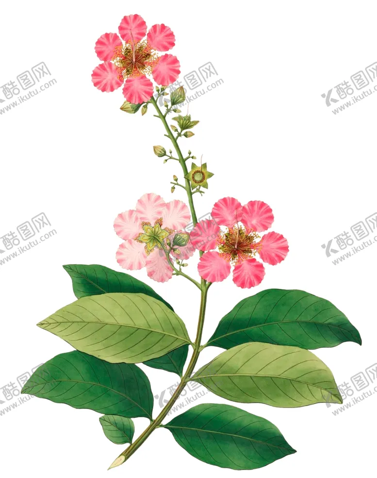 编号：43313402201601014796【酷图网】源文件下载-手绘花草植物素材图片