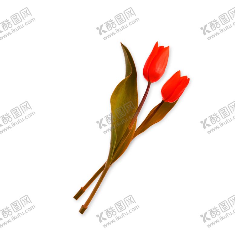 编号：53128606151156463952【酷图网】源文件下载-鲜花素材