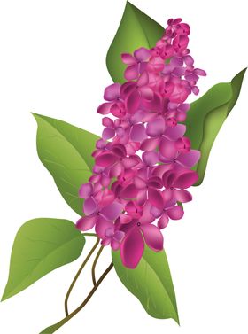 丁香花