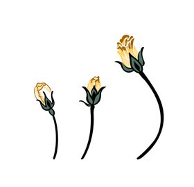 手绘花苞