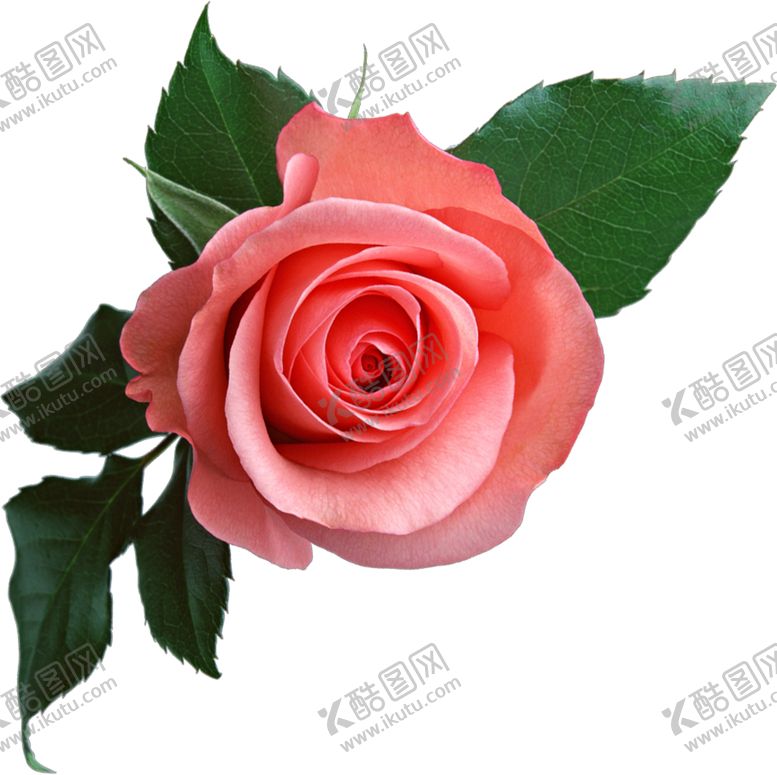 编号：35173709291638582371【酷图网】源文件下载-玫瑰