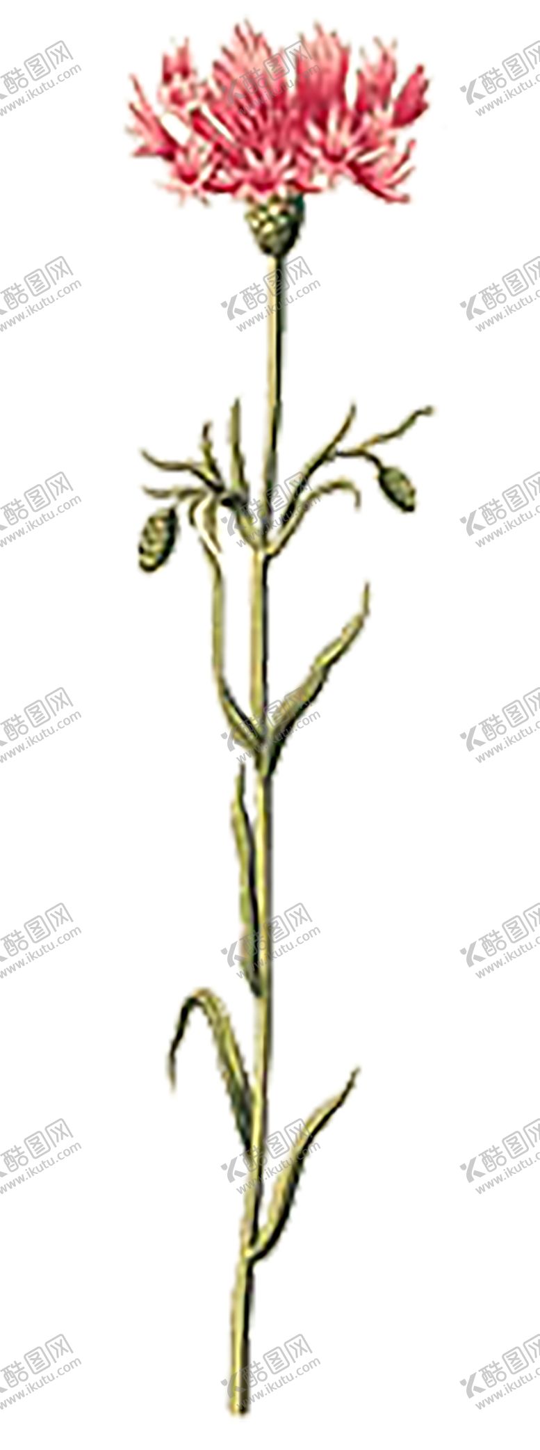 编号：40078609291606328050【酷图网】源文件下载-鲜花素材