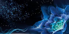 鲜花背景唯美花朵