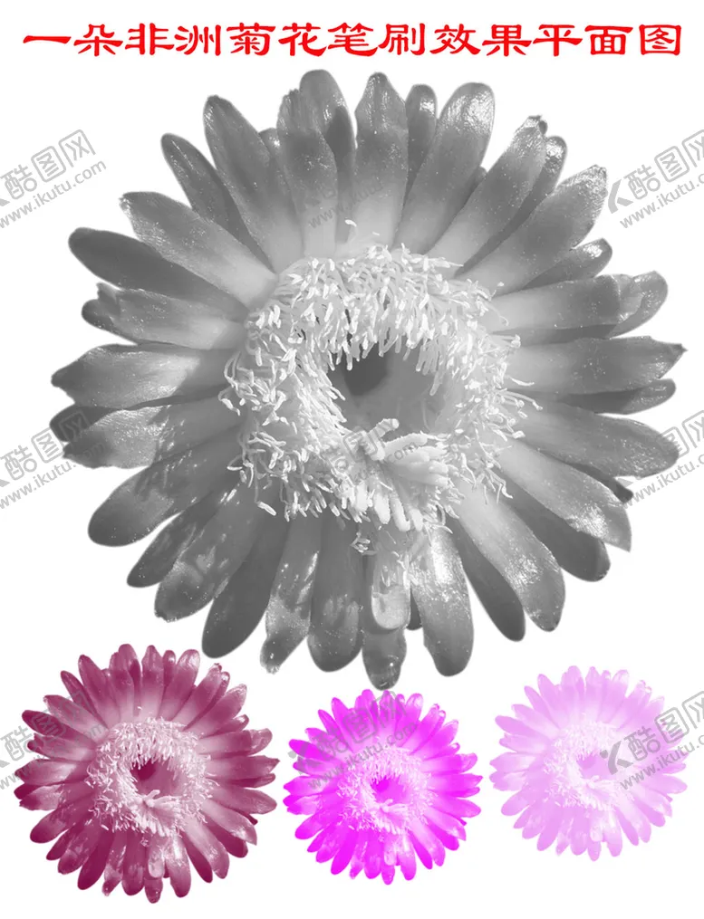 编号：22576601252326248810【酷图网】源文件下载-漂亮的非洲菊花笔刷