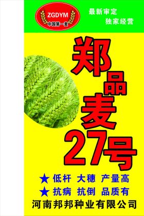 小麦种郑品麦27号