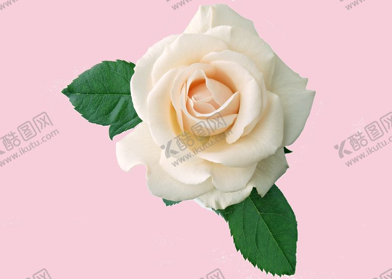 编号：63072809271026163254【酷图网】源文件下载-玫瑰花朵花卉