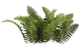 小清新植物