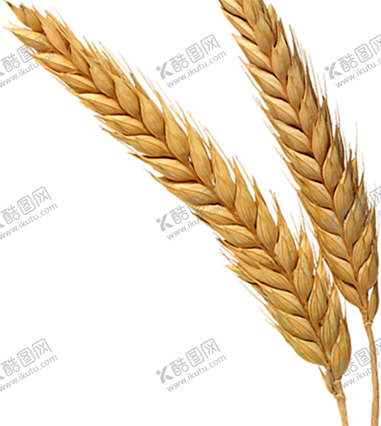 编号：96937907071649413720【酷图网】源文件下载-透明小麦png素材