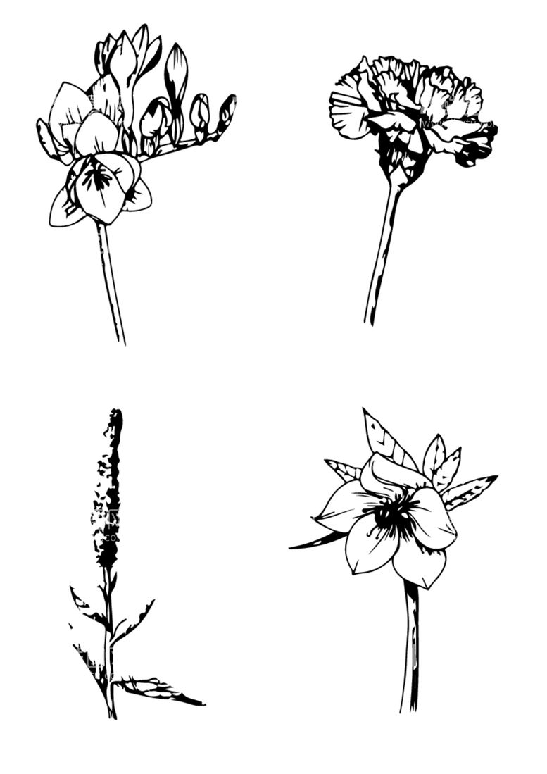 编号：14974012200950293629【酷图网】源文件下载-植物剪影