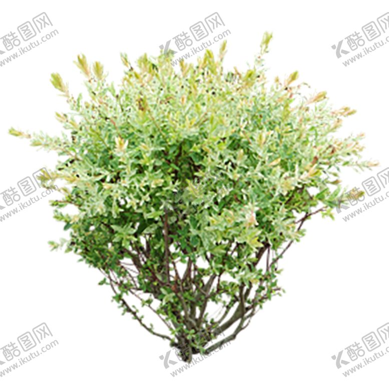 编号：96795210290748033256【酷图网】源文件下载-绿色装饰