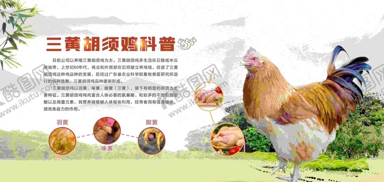 编号：59128801131833172271【酷图网】源文件下载-三黄胡须鸡农家土鸡走地鸡