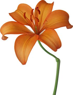 百合花