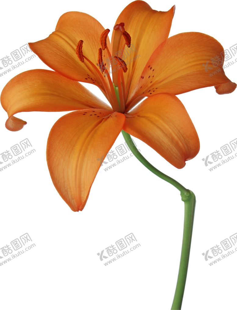 编号：10250805051415007074【酷图网】源文件下载-百合花