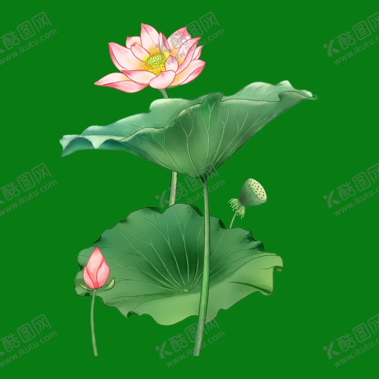 编号：54782802071403218573【酷图网】源文件下载-手绘荷花莲花